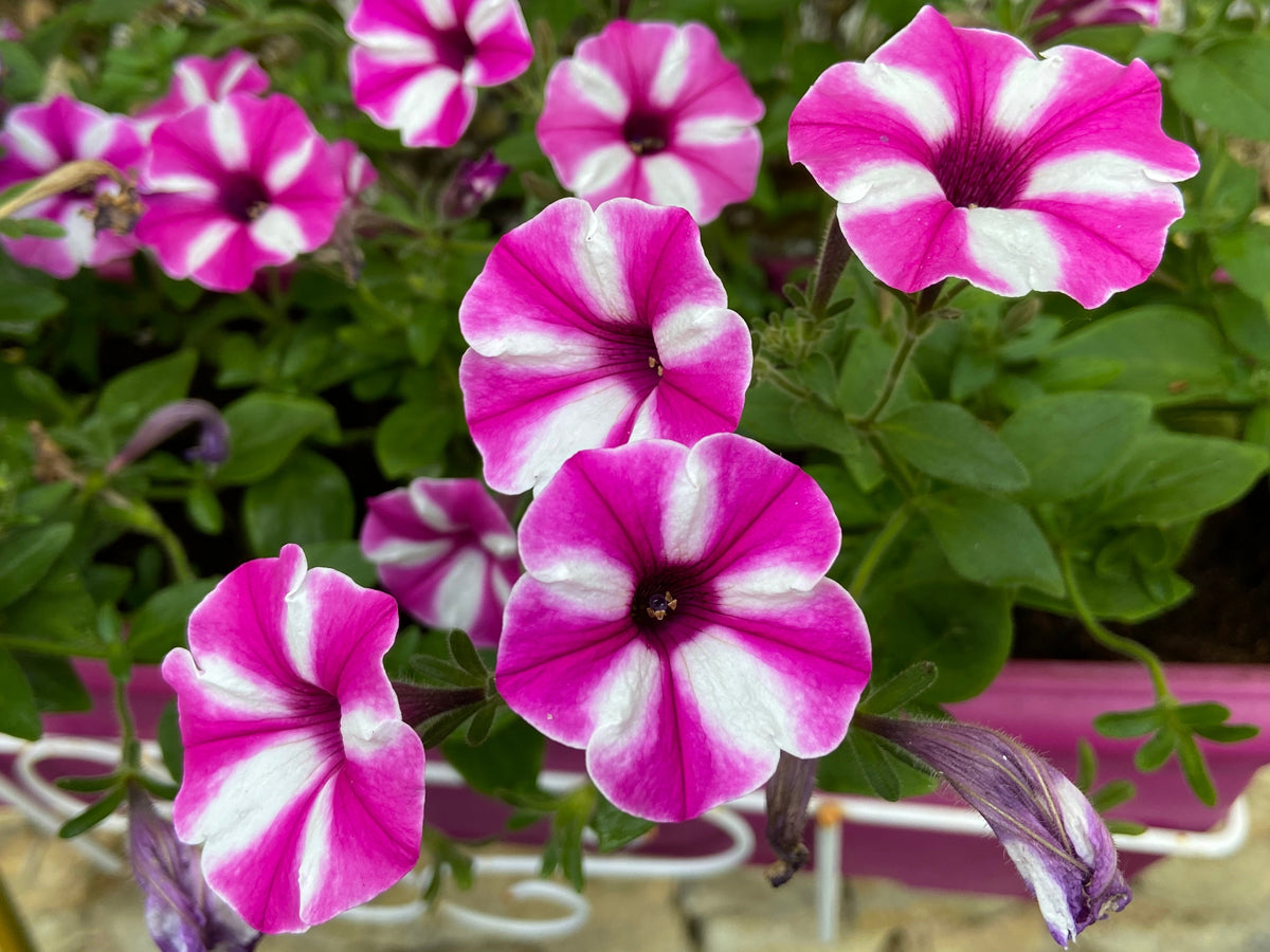 Star Mix Petunia Seeds – Mixed Colors Petunia Violacea Flower Seeds Red Blue Purple – photo 14