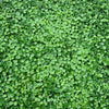 50 SPADELEAF Edible Coinwort Centella Asiatica Gotu Kola Herb Pink Flower Seeds