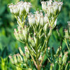 50 GREAT INDIAN PLANTAIN Cacalia Muhlenbergii White Flower Seeds