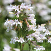 1000 WHITE FOXGLOVE BEARDTONGUE Penstemon Digitalis Flower Seeds