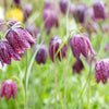 10 CHECKER LILY Fritillaria Affinis Chocolate Mission Bells Flower Seeds