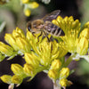 200 GOLDEN CARPET SEDUM Acre Gold Moss Stonecrop Flower Seeds