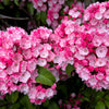 50 MOUNTAIN LAUREL White Pink Red Kalmia Latifolia Shrub Bush Seeds