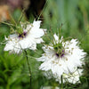 500 White LOVE IN A MIST ( Fennel Flower ) Nigella Damascena Flower Seeds
