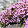 100 Walk On Me CREEPING THYME Thymus Serpyllum Herb Flower Seeds