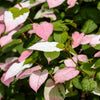 Variegated Arctic Beauty Kiwi Seeds – Fruit Edible Actinidia Kolomikta Vine – photo 13