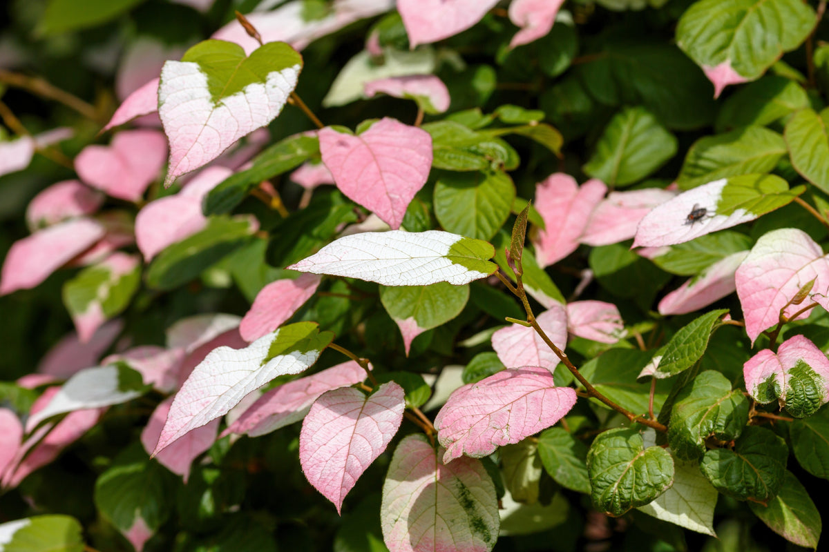 Variegated Arctic Beauty Kiwi Seeds – Fruit Edible Actinidia Kolomikta Vine – photo 13