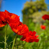 100 BEAUTY Of Livermere ORIENTAL POPPY Papaver Orientale Flower Seeds