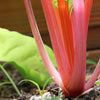 40 PINK FLAMINGO SWISS CHARD Beta Vulgaris Perpetual Spinach Vegetable Seeds