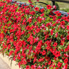 500 Fire Chief RED PETUNIA Nana Compacta Sun Annual AAS Winner Fragrant Hummingbird Flower Seeds