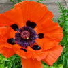500 ORIENTAL RED Mix POPPY Papaver Orientale Flower Seeds