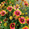 100 ARIZONA SUN GAILLARDIA Pulchella Indian Blanket Flower Seeds