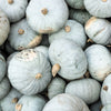 15 JARRAHDALE GREEN PUMPKIN Jarradale Blue Grey Cucurbita Maxima Vegetable Seeds