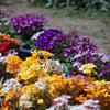 50 CARNIVAL MIX NEMESIA Strumosa Mixed Colors Flower Seeds