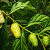 20 NONI Cheese Fruit Great Morinda Citrifolia Indian Beach Mulberry Shrub Tree Seeds
