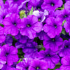 100 PURPLE PETUNIA Hybrida Pollinator Garden Container Flower Seeds