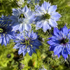 500 LOVE IN A MIST Miss Jekyll Blue ( Fennel Flower ) Nigella Damascena Flower Seeds