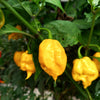 10 Yellow CAROLINA REAPER PEPPER World's Hottest Capsicum Chinense Hot Chili Vegetable Seeds
