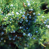 Brodie Eastern Red Cedar
