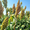 Top 76-6 Sorghum Bicolor Syrup Flour Grain Vegetable Seeds – photo 7