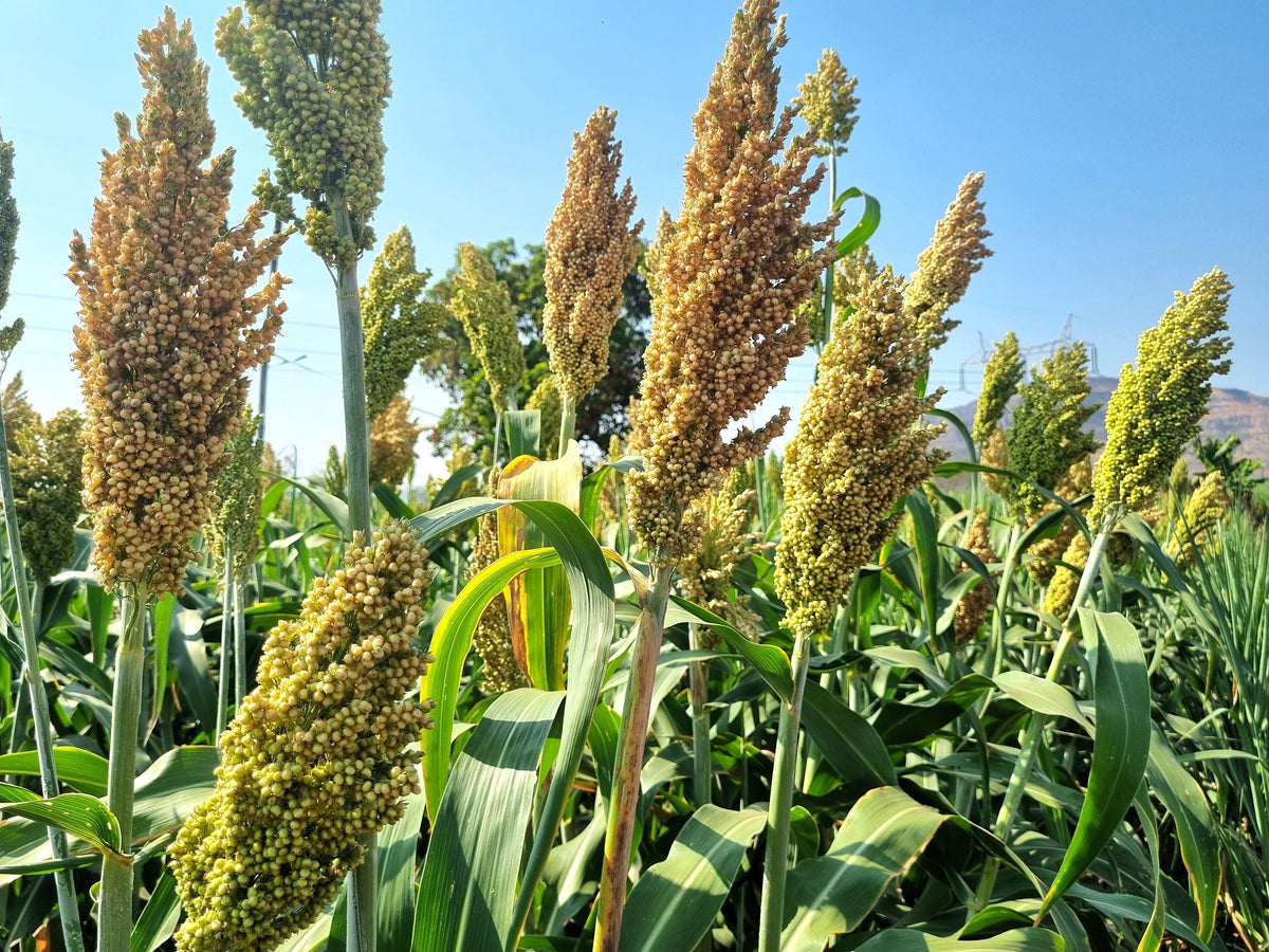 Top 76-6 Sorghum Bicolor Syrup Flour Grain Vegetable Seeds – photo 7