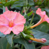 75 MIXED FOUR O CLOCK aka Marvel of Peru Mirabilis Jalapa Flower Seeds