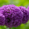 25 GIANT ALLIUM Allium Giganteum Purple Globe Flower Seeds