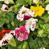 250 TIGER MONKEY Mixed Colors Mimulus Tigrinus Flower Seeds