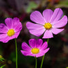 200 TALL PINK COSMOS Bipinnatus Flower Seeds
