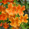 100 Twinkle ORANGE MONKEY FLOWER Mimulus Seeds