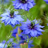 500 LOVE IN A MIST Miss Jekyll Blue ( Fennel Flower ) Nigella Damascena Flower Seeds
