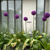 25 GIANT ALLIUM Allium Giganteum Purple Globe Flower Seeds