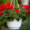 50 SCARLET VERBENA Red Nana Compacta Fragrant Flower Seeds