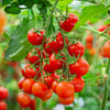 Small Red Cherry Tomato Lycopersicon Lycopersicum Fruit Vegetable Seeds – photo 2