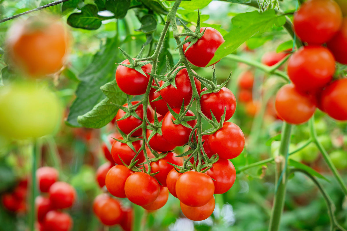 Small Red Cherry Tomato Lycopersicon Lycopersicum Fruit Vegetable Seeds – photo 2