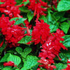 400 SCARLET SAGE (Lady-In-Red Salvia / Blood Sage / Red Texas Sage) Salvia Coccinea Flower Seeds