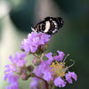 35 LILAC Light Purple CREPE MYRTLE Lagerstroemia Indica Flowering Shrub Bush Small Tree Seeds