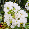 35 WHITE CREPE MYRTLE Lagerstroemia Indica Flowering Shrub Bush Small Tree Seeds
