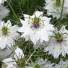 50 RED POD NIGELLA Damascena Love In A Mist aka Black Pod White Flower Seeds