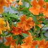 100 Twinkle ORANGE MONKEY FLOWER Mimulus Seeds