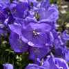 500 TELHAM BEAUTY BELLFLOWER Blue Peach Leaved Campanula Persicifolia Flower Seeds