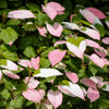 Variegated Arctic Beauty Kiwi Seeds – Fruit Edible Actinidia Kolomikta Vine – photo 3