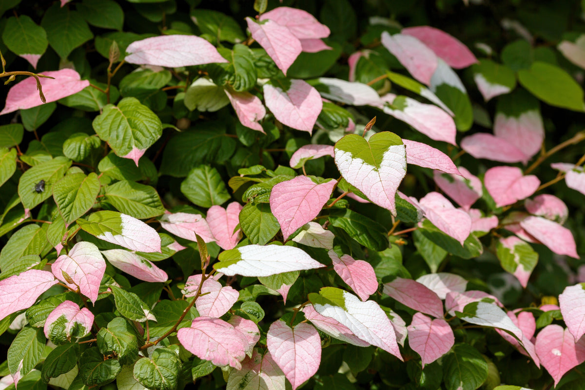 Variegated Arctic Beauty Kiwi Seeds – Fruit Edible Actinidia Kolomikta Vine – photo 3