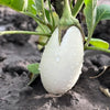 50 CASPER WHITE EGGPLANT Solanum Melongena Fruit / Vegetable Seeds