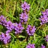 100 HEAL ALL Self Heal Prunella Vulgaris Purple Herb Flower Seeds