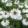 500 White LOVE IN A MIST ( Fennel Flower ) Nigella Damascena Flower Seeds
