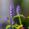100 ORGANIC Superior LICORICE MINT Agastache Rugosa Korean Tea Herb Purple Flower Seeds