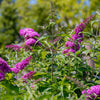 50 VIOLET BUTTERFLY BUSH Buddleja Davidii Purple Flower Seeds