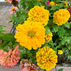 250 Yellow CANARY BIRD ZINNIA Elegans Flower Seeds
