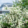 20 SWEET MOCK ORANGE English Dogwood Philadelphus Coronarius Shrub Flower Seeds